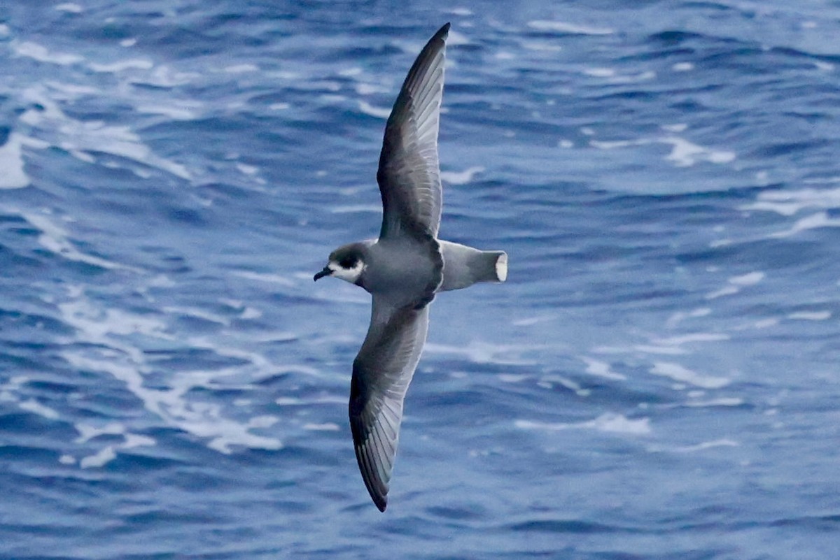 Голубой буревестник - ML644798111