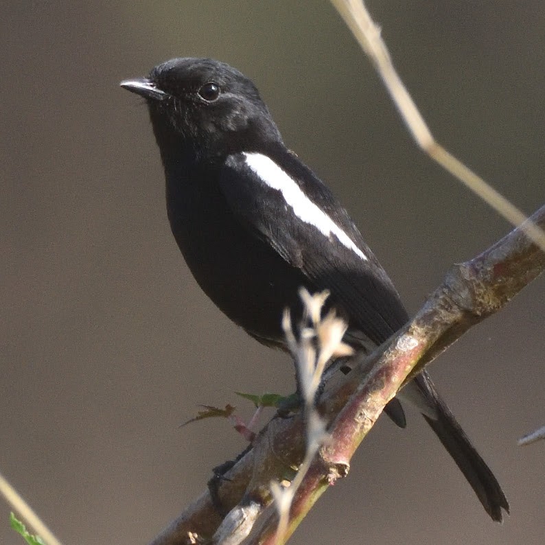 Pitxartxar beltza - ML644798112