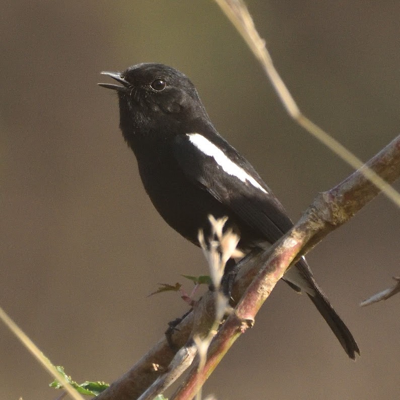 Pitxartxar beltza - ML644798114