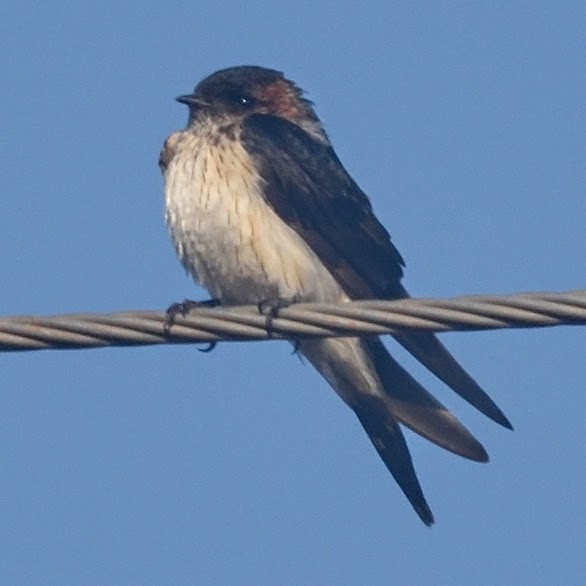 Wire-tailed Swallow - ML644798116