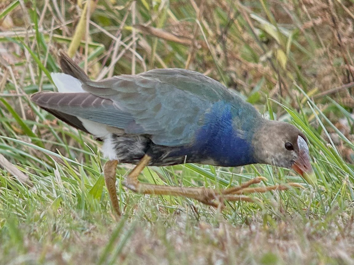 Uroilo urdin amerikarra - ML644798117