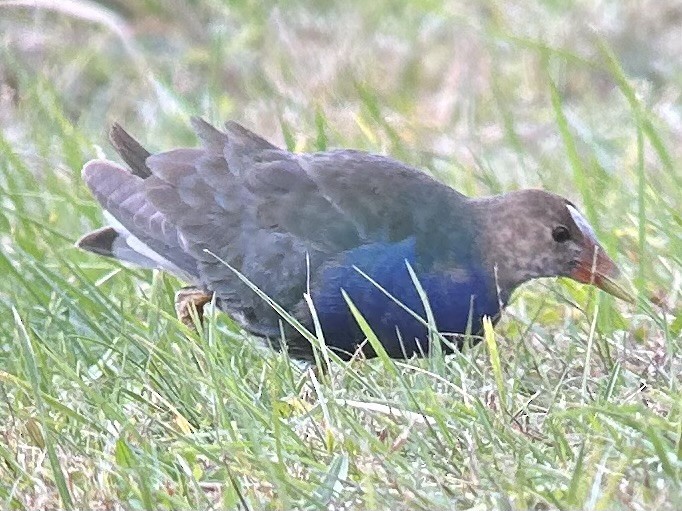 Uroilo urdin amerikarra - ML644798118