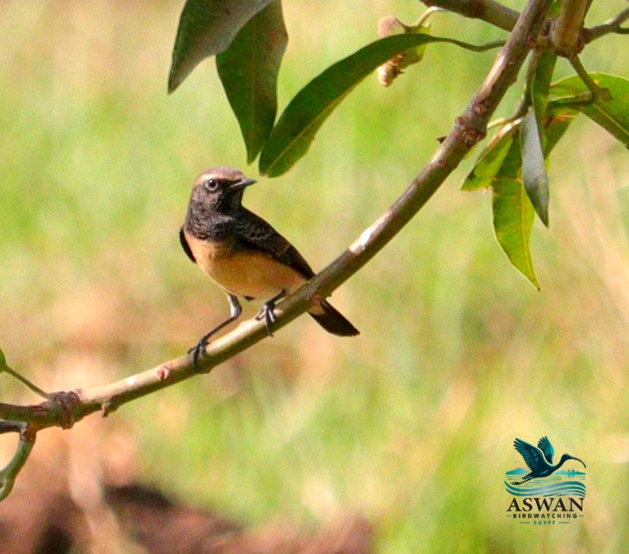 Buztanzuri zipretarra - ML644798119