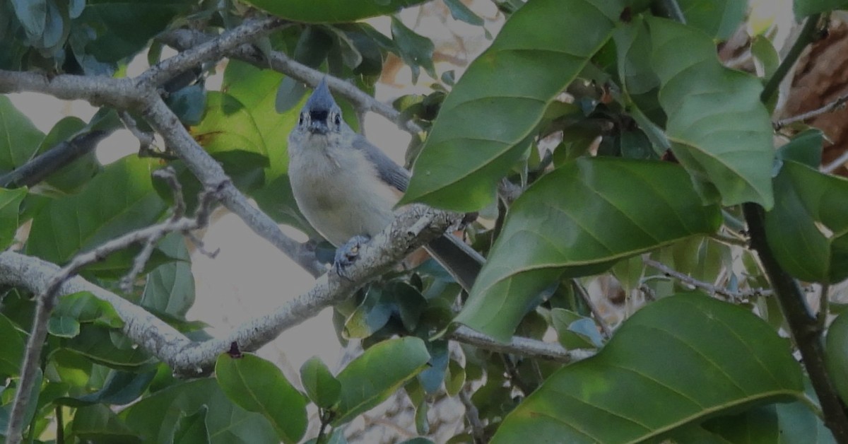 Tufted Titmouse - ML644798120