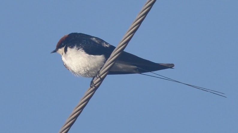 Enara ipurgorri ekialdetarra - ML644798124