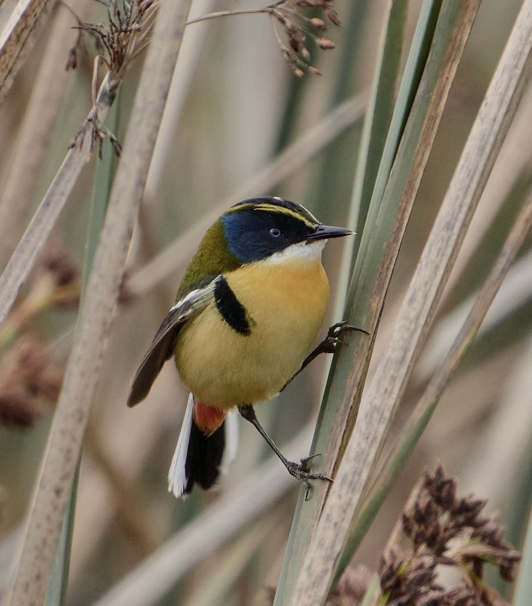 Many-colored Rush Tyrant - ML644798125