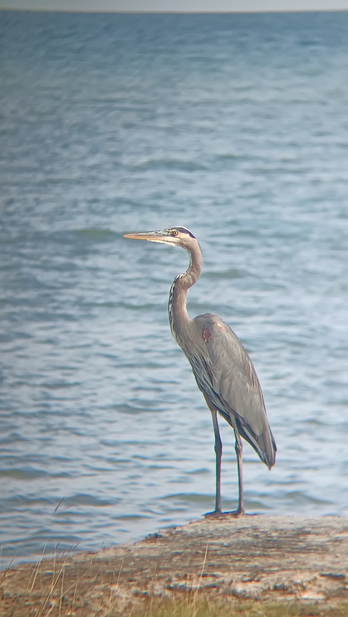 Koartza hauskara amerikarra - ML644798128