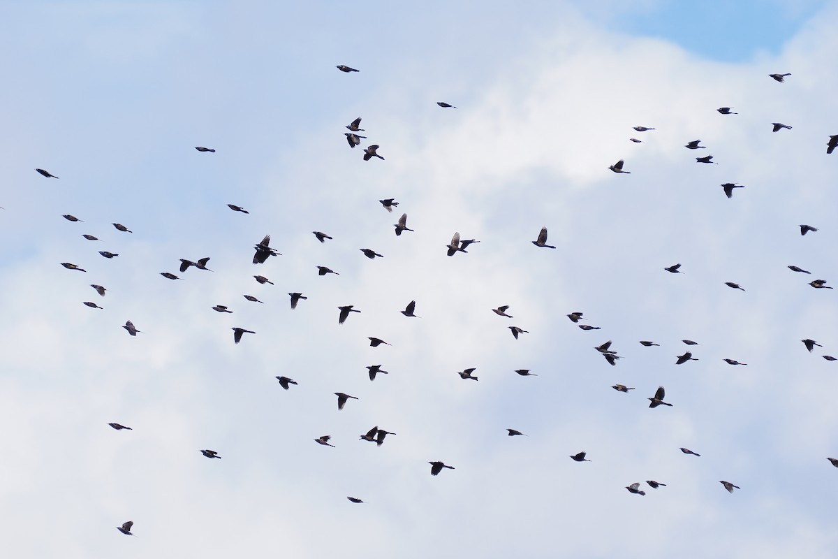 Пурпурный гракл - ML644798134