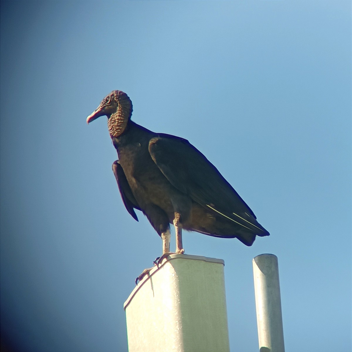 Black Vulture - ML644798138