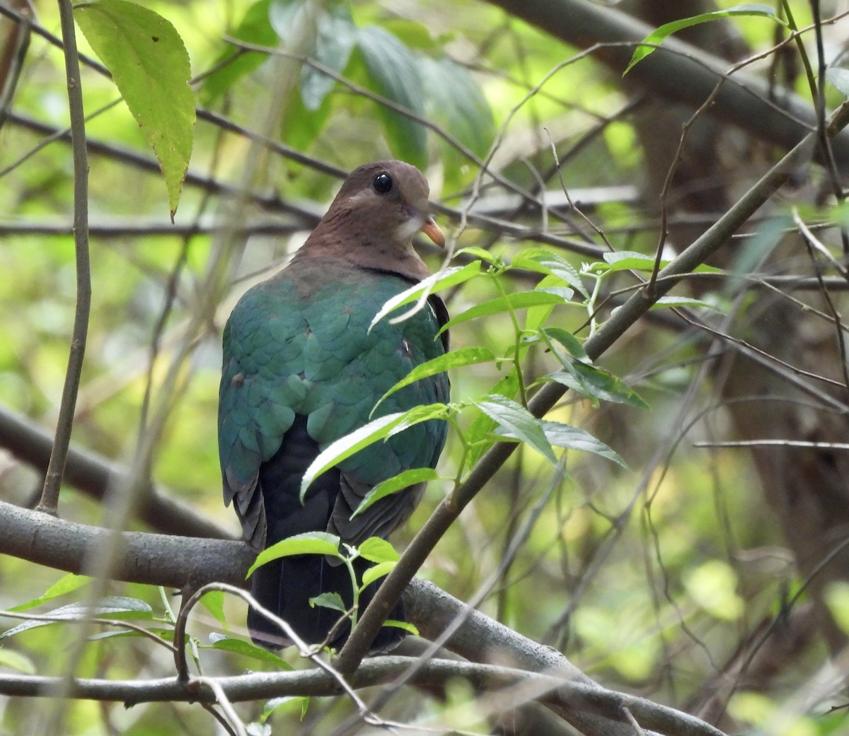 Pacific Emerald Dove - ML644798148
