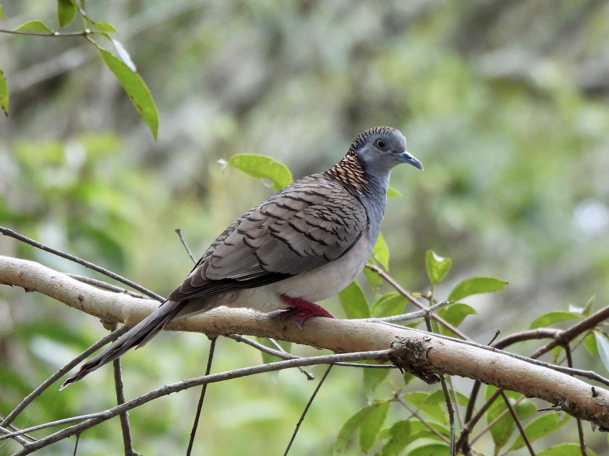 Bar-shouldered Dove - ML644798156