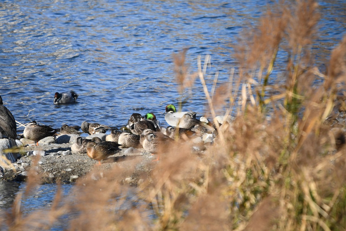 ヨシガモ - ML644798159