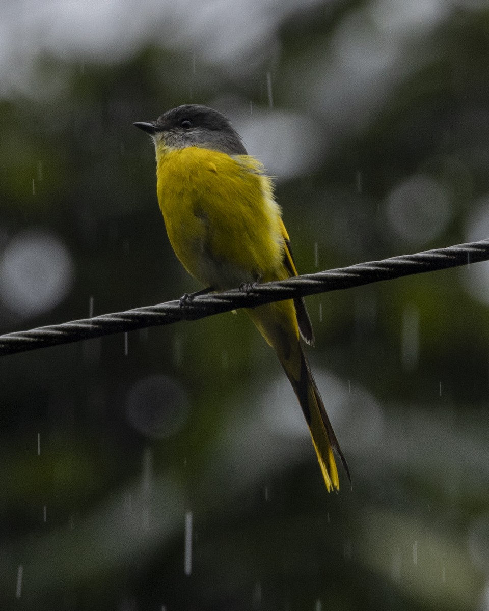Gray-chinned Minivet - ML644798166