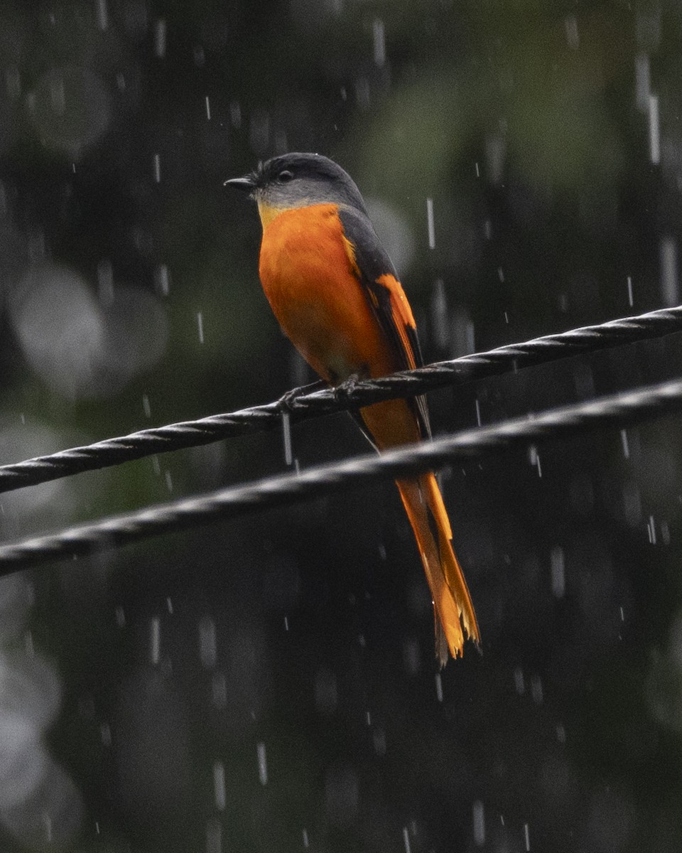 Gray-chinned Minivet - ML644798167