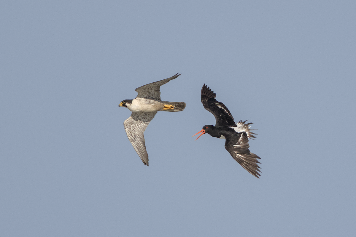 Peregrine Falcon (Tundra) - ML644798172