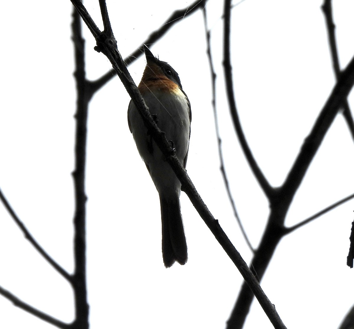 Leaden Flycatcher - ML644798177
