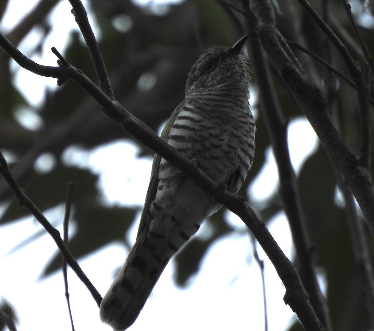 Little Bronze-Cuckoo - ML644798178