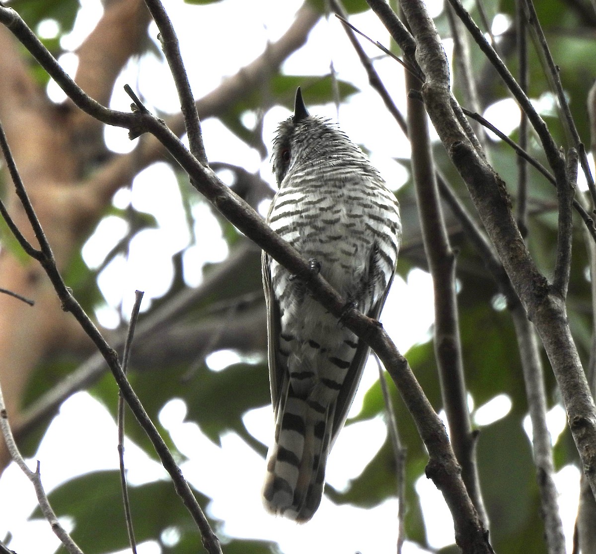 Little Bronze-Cuckoo - ML644798179