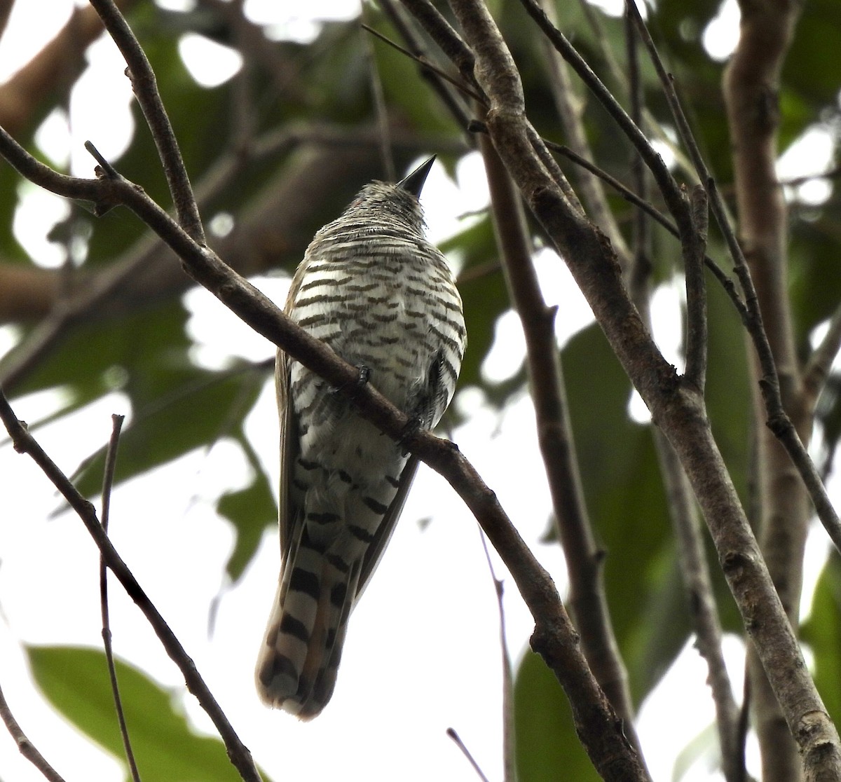 Little Bronze-Cuckoo - ML644798180