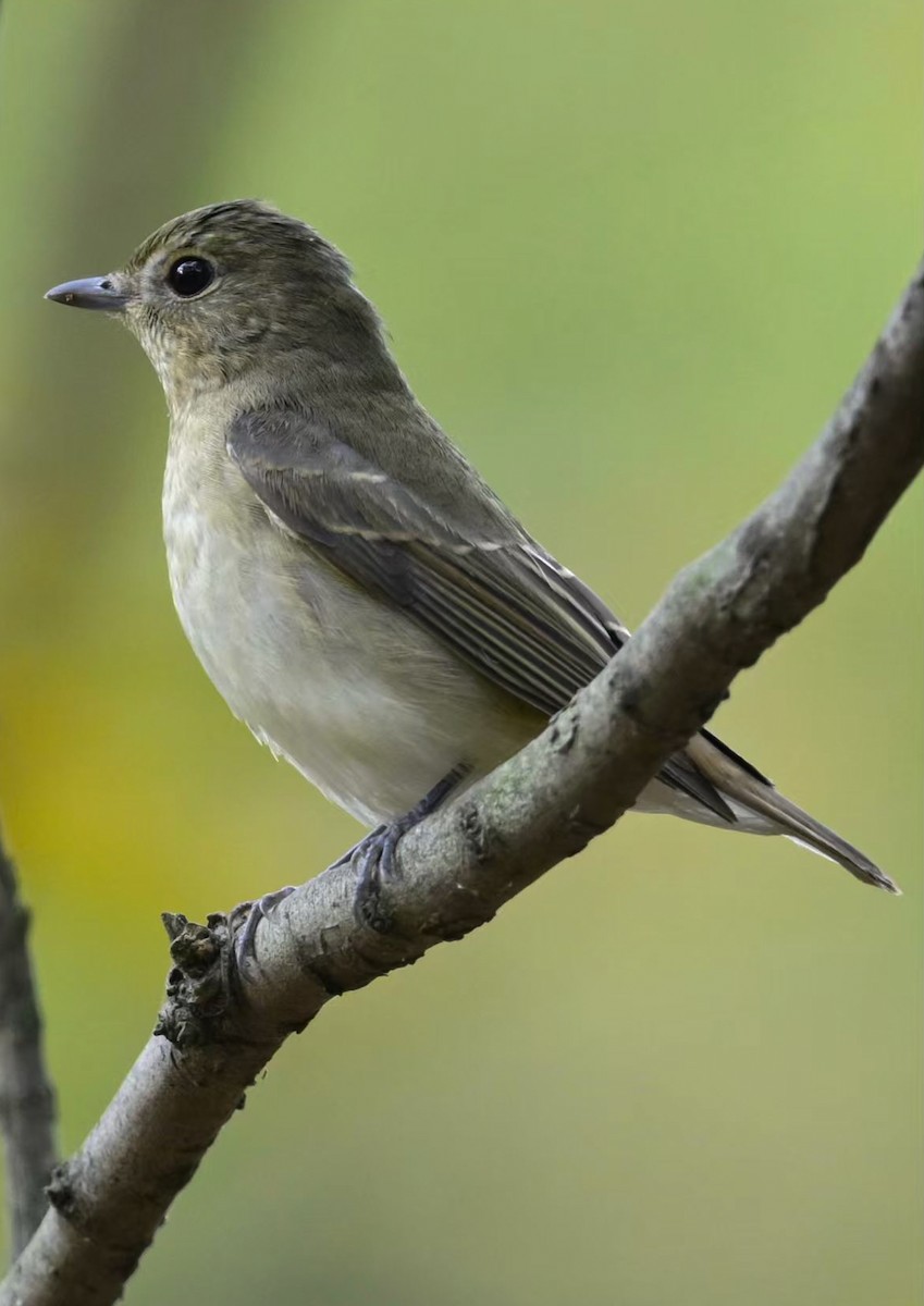 Narzissenschnäpper - ML644798184