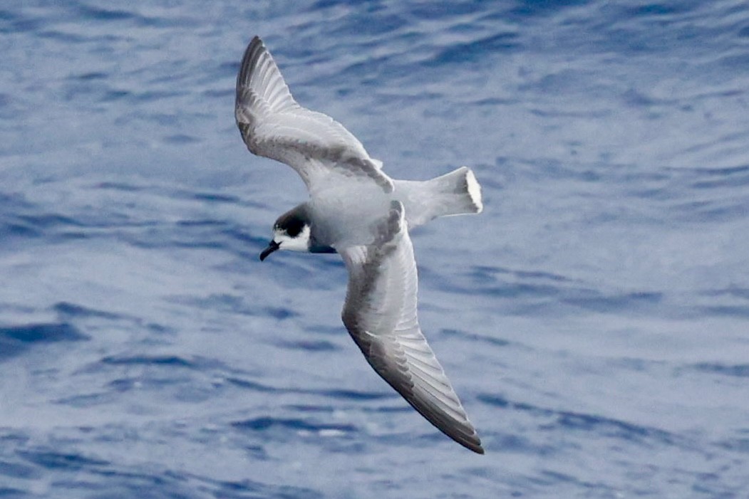 Голубой буревестник - ML644798185