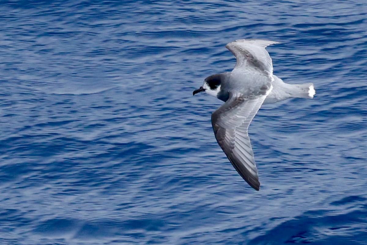 Голубой буревестник - ML644798186