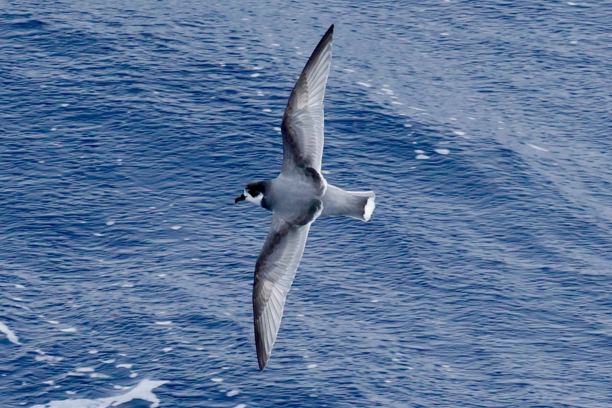 Голубой буревестник - ML644798187