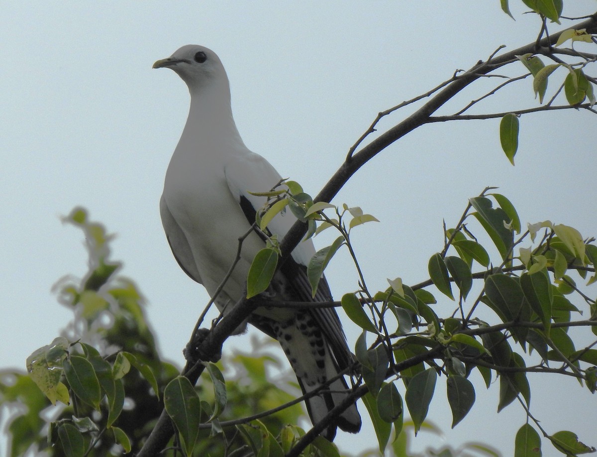 Torresian Imperial-Pigeon - ML644798194