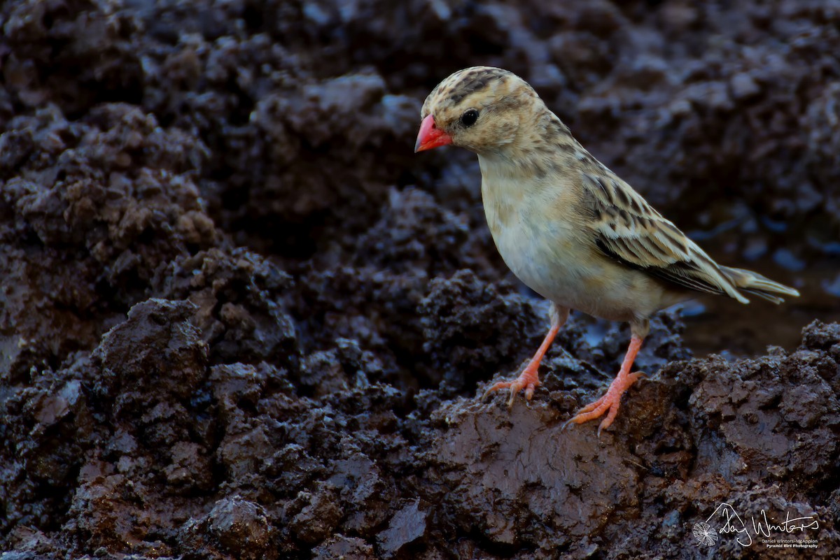 Shaft-tailed Whydah - ML644798196