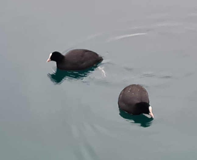 Eurasian Coot - ML644798214