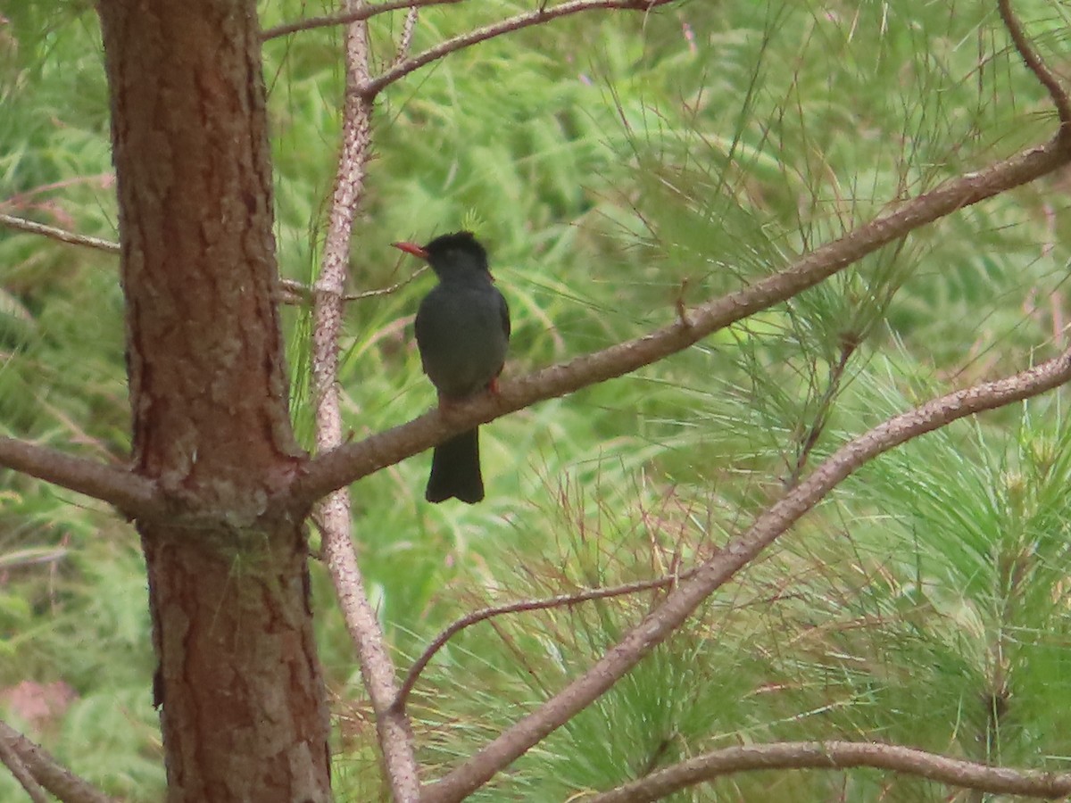 Горована індійська - ML644798238