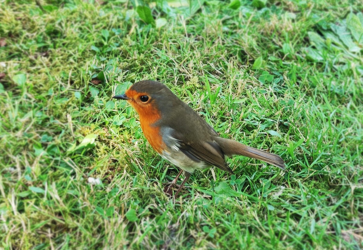 European Robin - ML644798241