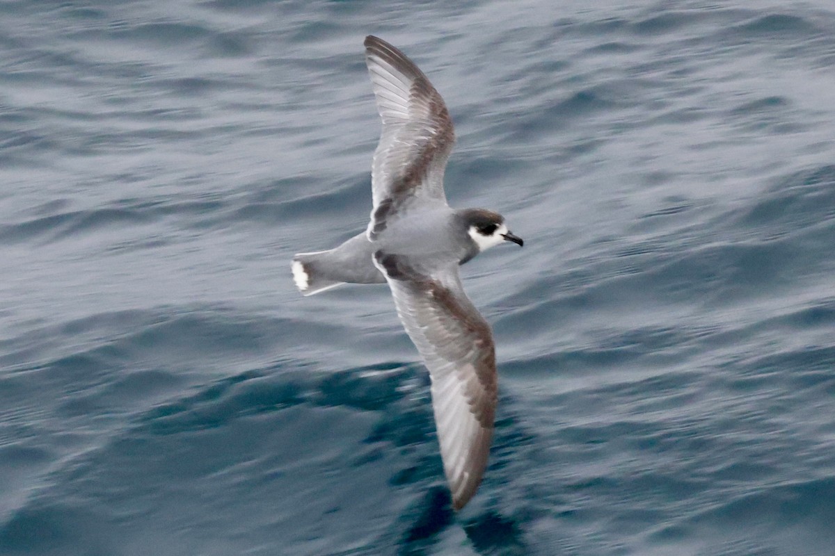 Голубой буревестник - ML644798265