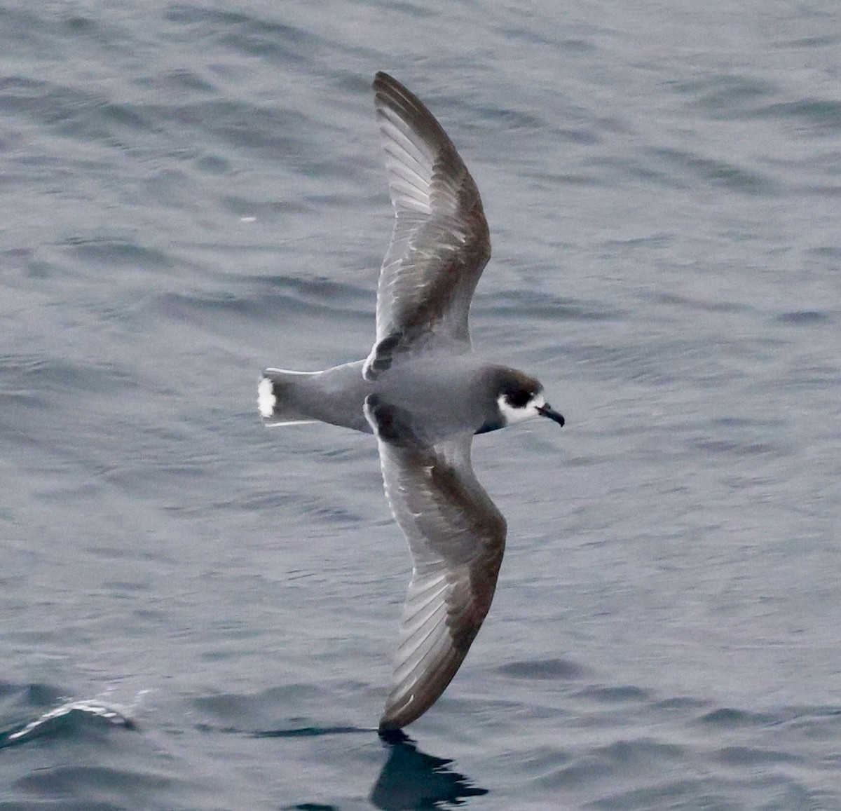 Голубой буревестник - ML644798266