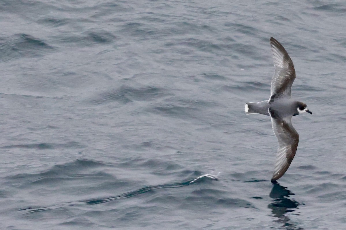 Голубой буревестник - ML644798267