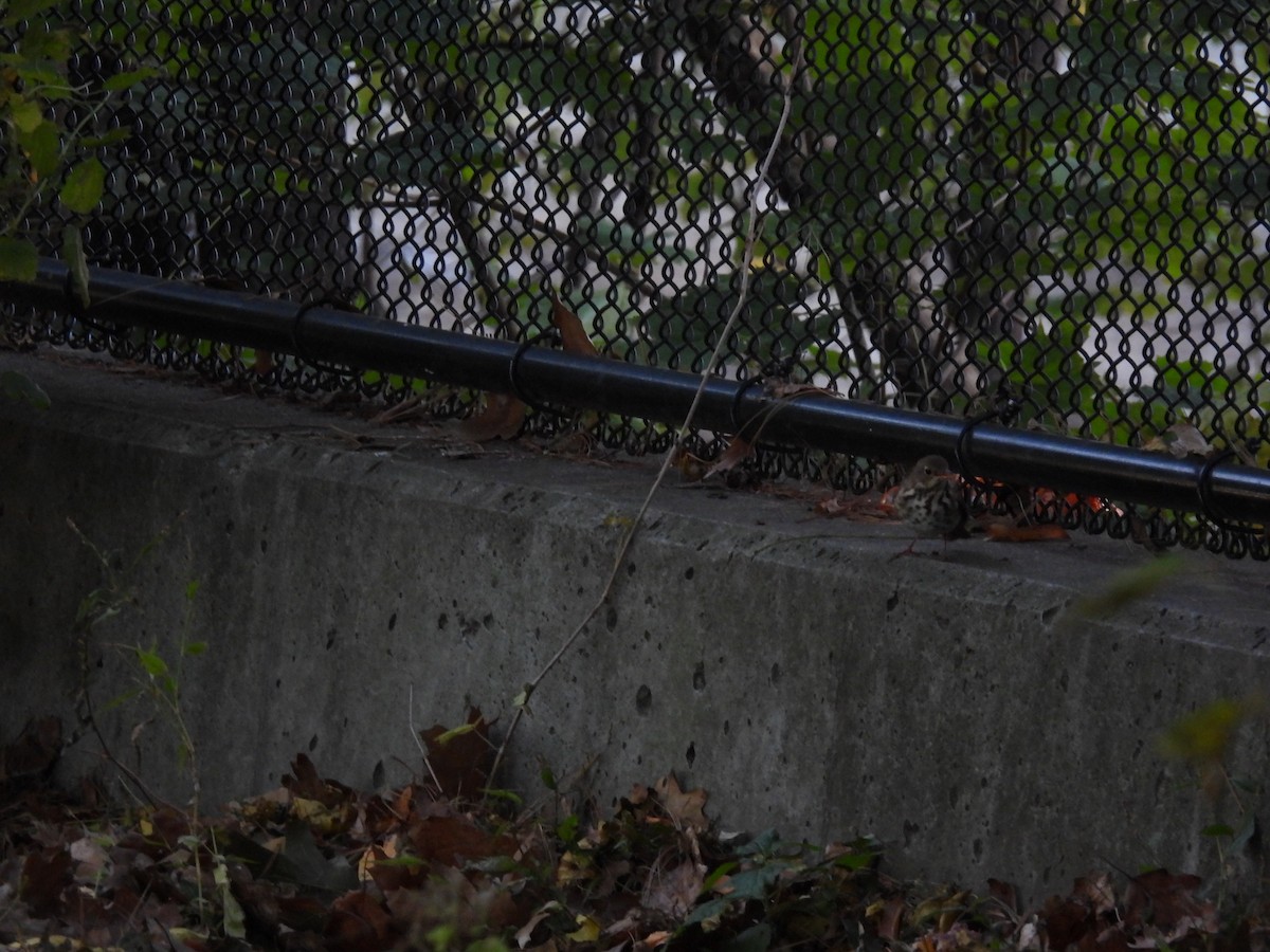 Hermit Thrush - ML644798289