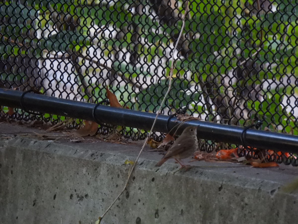 Hermit Thrush - ML644798290