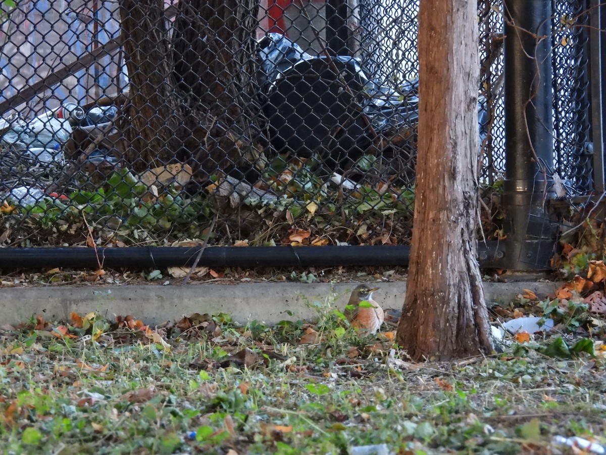 drozd stěhovavý - ML644798293