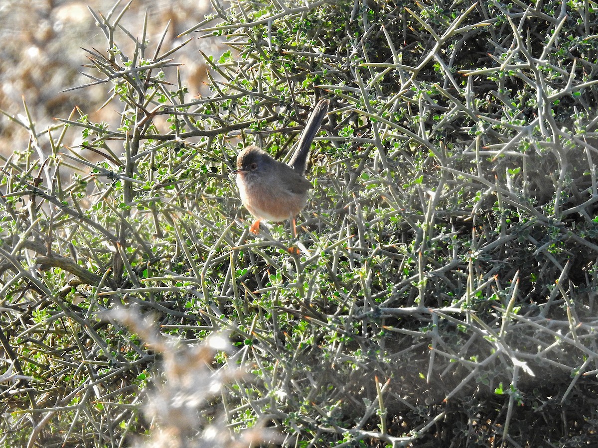 Кропив'янка прованська - ML644798320