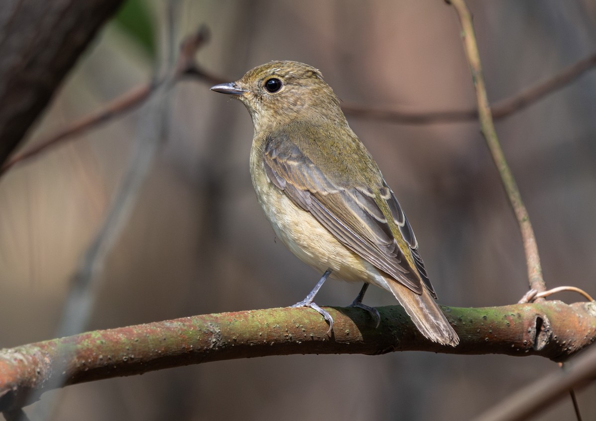 Narzissenschnäpper - ML644798341