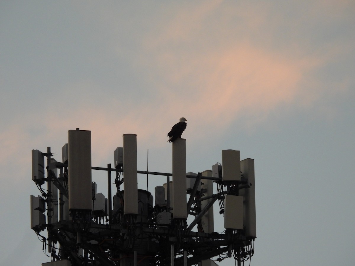 Bald Eagle - ML644798342