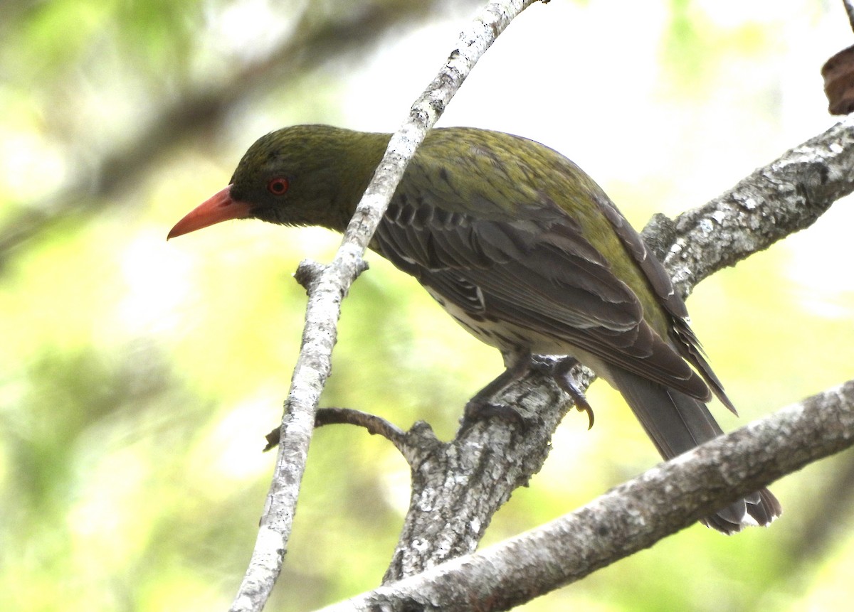 Olive-backed Oriole - ML644798364
