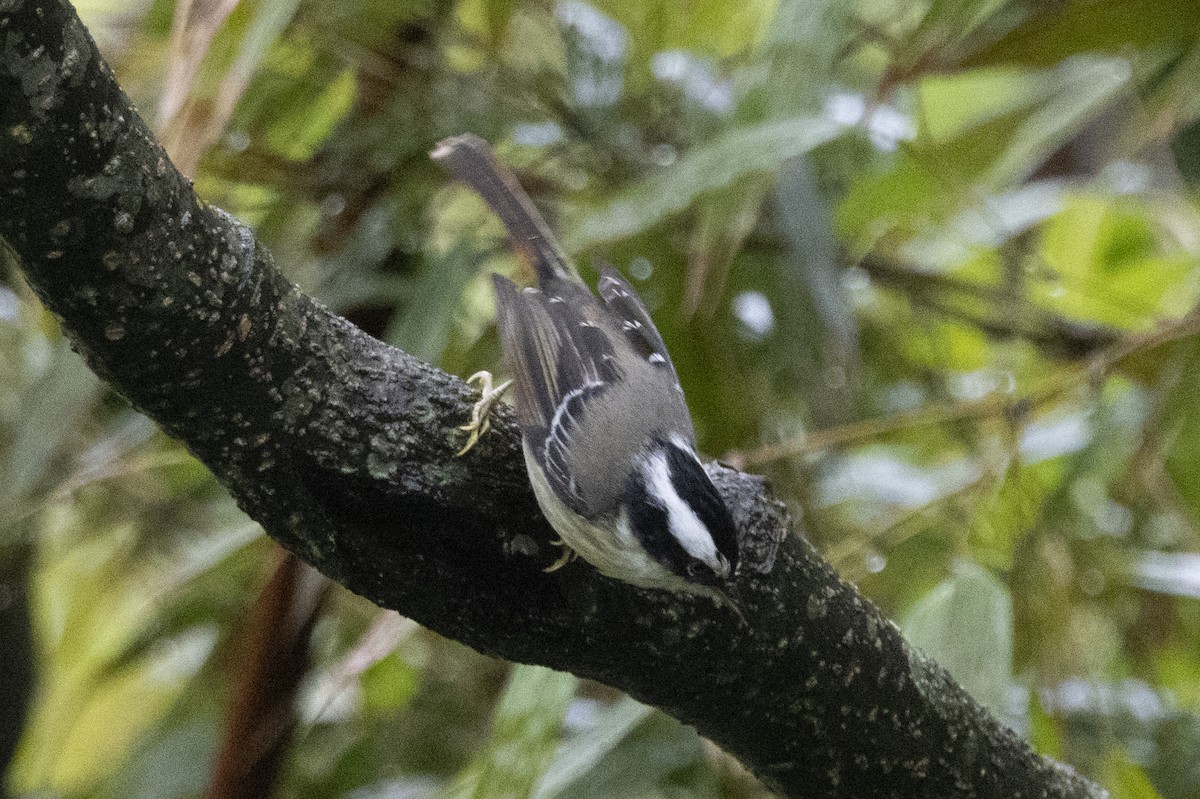 Краснохвостая минла - ML644798380