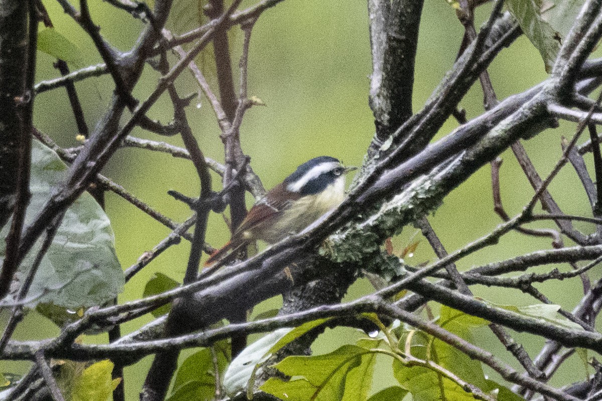 Краснохвостая минла - ML644798381