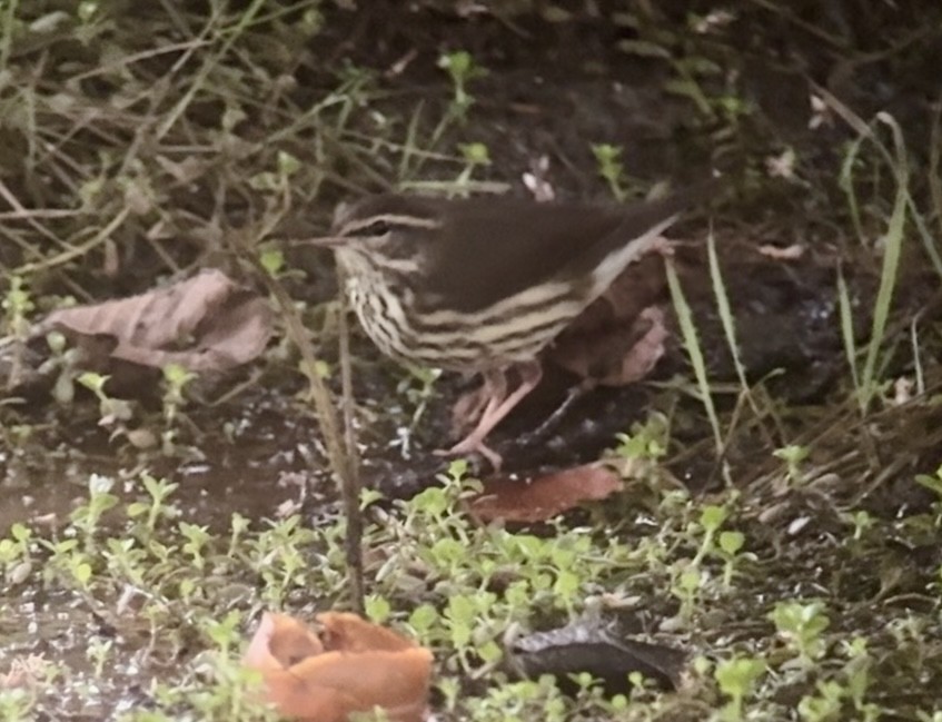 Northern Waterthrush - ML644798402