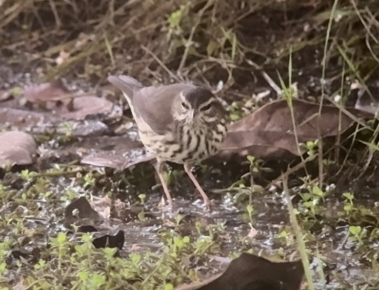 Northern Waterthrush - ML644798403