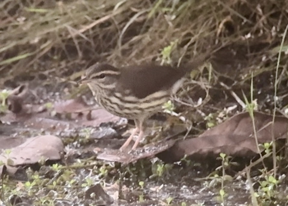Northern Waterthrush - ML644798404