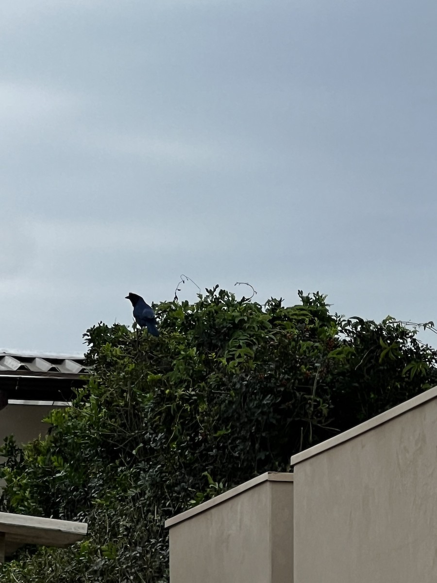 Azure Jay - ML644798415