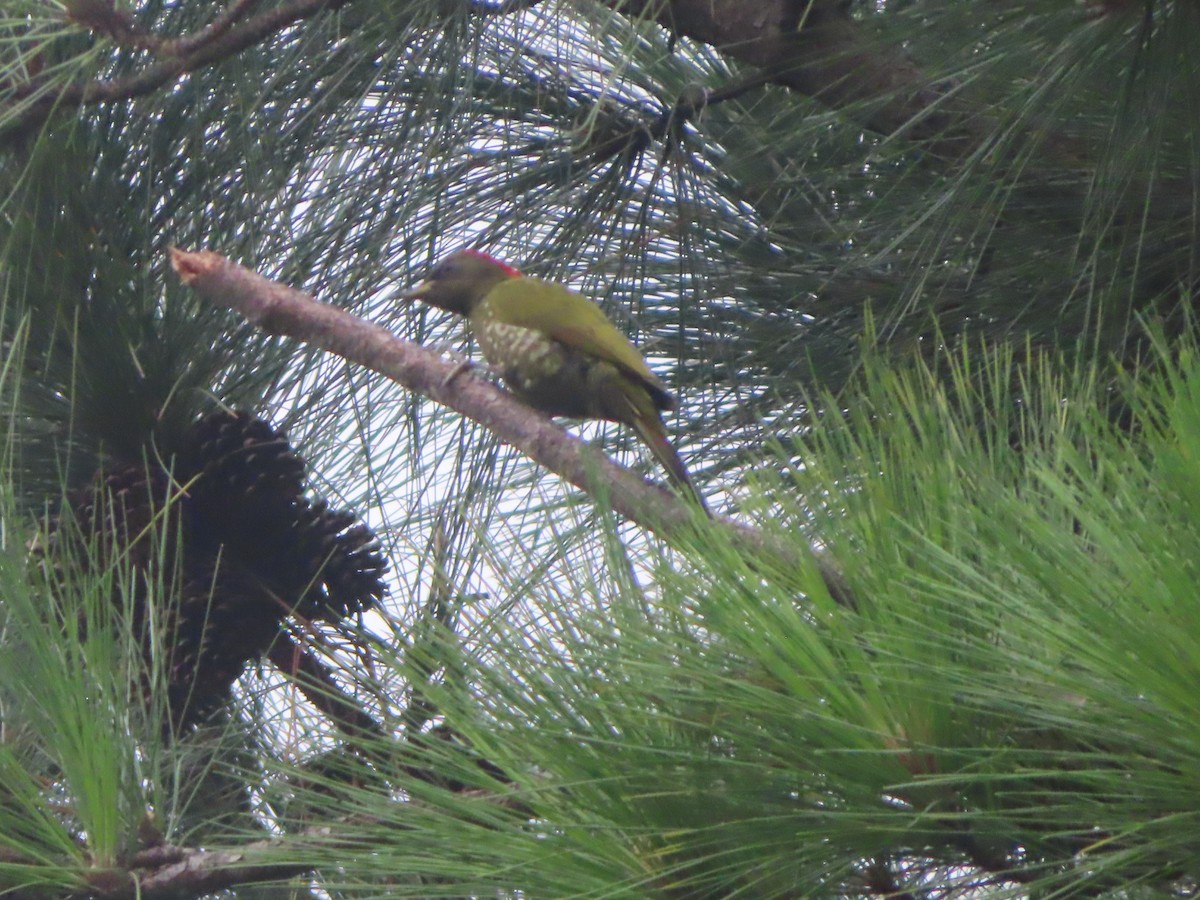 Pic à huppe jaune - ML644798420