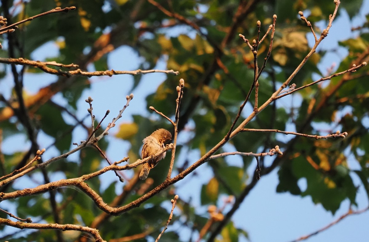 Northern House Wren - ML644798434
